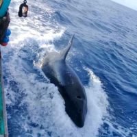 Orca Wal im Meer vor Phuket entdeckt
