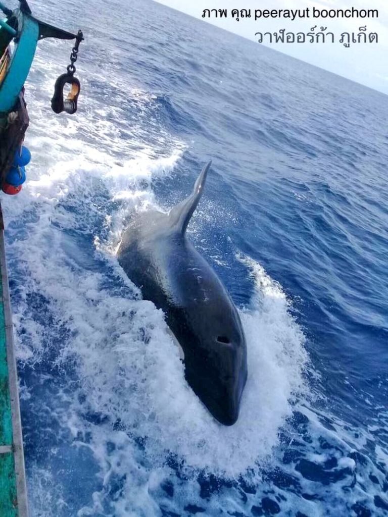 Orca Wal im Meer vor Phuket entdeckt