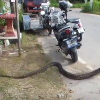 4,50 Meter Python versteckt sich in einem Autoreifen vor einem Restaurant