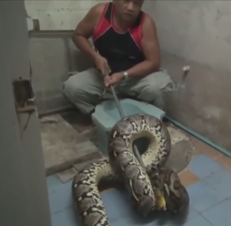 Massive sechs Meter Python ruht sich auf einer Toilette aus