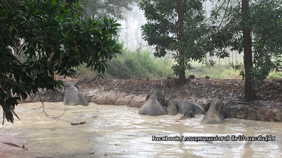 Bevölkerung startet eine Rettungsaktion, um sieben Elefanten vor dem Ertrinken zu retten