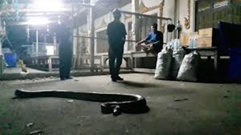 Thai Man bezahlt einen Kampf mit einer Python mit seinem Leben