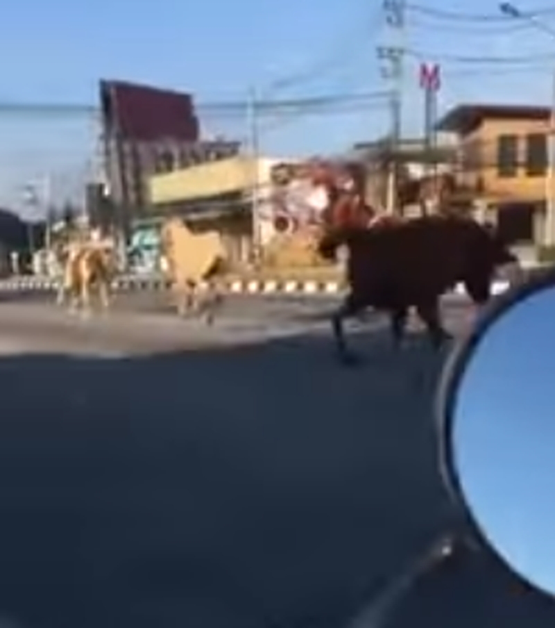 Drei entlaufene Pferde galoppieren durch Chiang Mai
