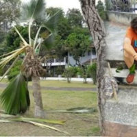 Deutscher wegen Beschädigung von Palmen in einem öffentlichen Garten verhaftet