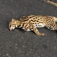 Getötete Leopardenkatze soll die Autofahrer daran erinnern, langsamer zu fahren