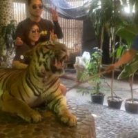 Zoo in Pattaya nach einem Video über die Behandlung der Tiger unter Beschuss