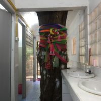 Tempel baut einen Toilettenblock um einen alten Baum