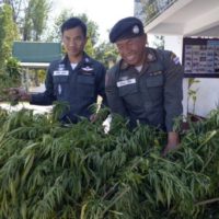 Thailand plant möglicherweise eine legale Cannabis Farm in der Provinz Sakon Nakhon