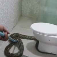 Hausfrau findet drei Meter lange Python auf der Toilette