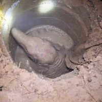 Ein Jahr altes Elefantenbaby aus einem Brunnen gerettet