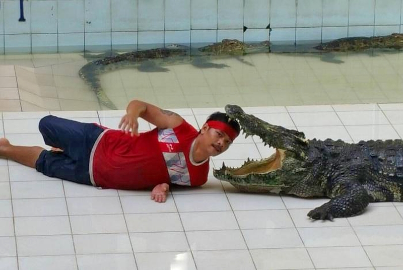 Krokodil beißt während einer Vorführung einem Darsteller ins Gesicht