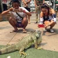 Pattayas bekannter freundlicher Leguan posiert für Fotos auf der Straße