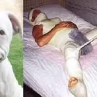 Bulldogge beißt einem Pädophilen, der zwei Kinder vergewaltigen wollte, den Penis ab