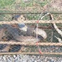 Thailändische Frau fängt aus Versehen eine riesige Königs Kobra
