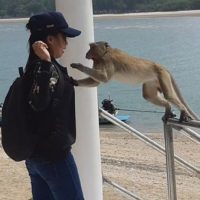 Affe greift zwei Frauen im Nationalpark an