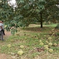 Sommersturm richtet in den Durian Plantagen einen Schaden von über einer Millionen Baht an