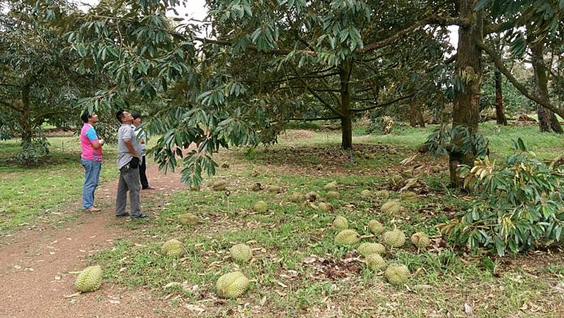 Sommersturm richtet in den Durian Plantagen einen Schaden von über einer Millionen Baht an