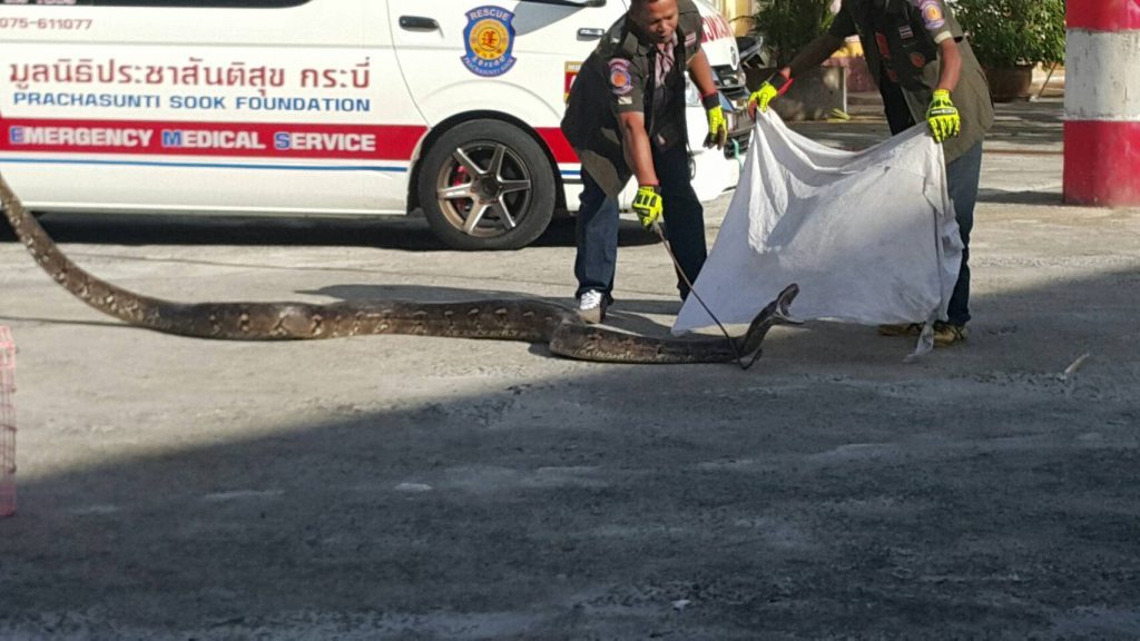 Freiwillige Helfer fangen in Krabi die längste Python des Jahres
