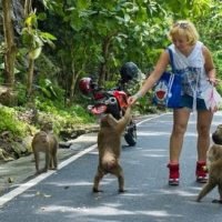 Hat Phuket neuerdings ein Affen Problem?
