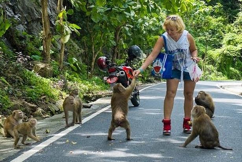 Hat Phuket neuerdings ein Affen Problem?