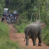 Fünf wilde Elefanten trampeln einen Thai zu Tode