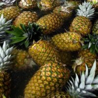 Frustrierte Ananas Bauern verfüttern ihre Früchte lieber an die Tiere