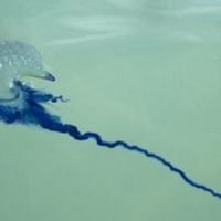 Rettungsschwimmer an den Stränden von Phuket warnen vor der portugiesischen Man of War Qualle