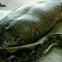 Riesen Python verschluckt eine indonesische Frau