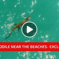 Love Rawai sendet erste Video Aufnahmen des gesuchten Krokodil auf Phuket.