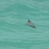 Phukets Krokodil spielt weiter Katz und Maus mit den Behörden