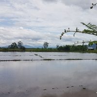 Farmer sollen für das Ablassen des Wassers aus der Tham Luang Höhle auf ihrer Felder entschädigt werden