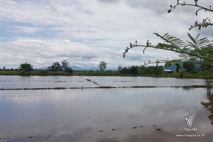 Farmer sollen für das Ablassen des Wassers aus der Tham Luang Höhle auf ihrer Felder entschädigt werden