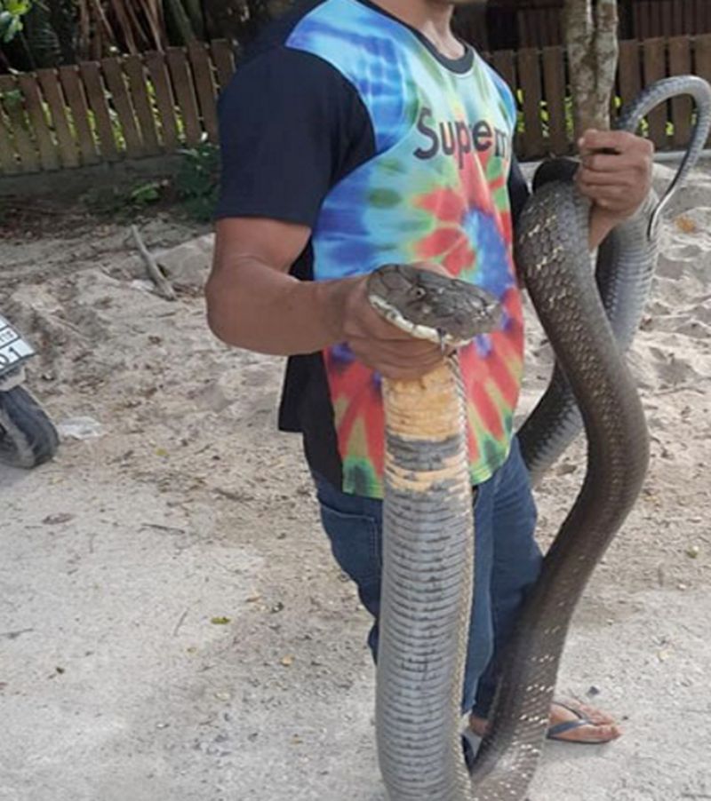 Junger Thai fängt eine fünf Meter lange Königskobra mit der bloßen Hand