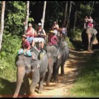Neuseeländischen Reisenden wird geraten, von Elefantenreiten in Thailand abzusehen