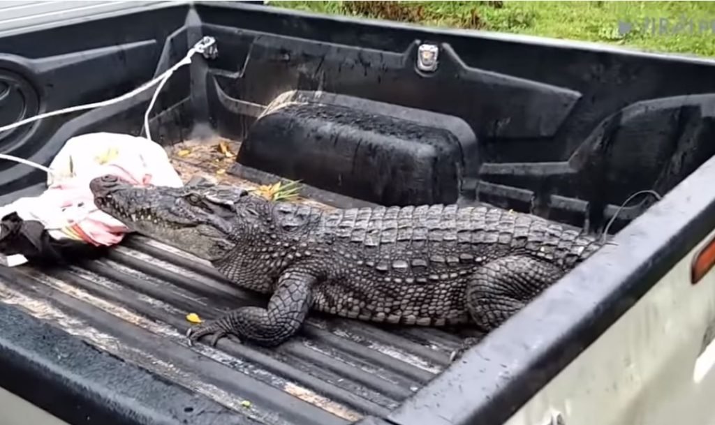 Wildes Krokodil schlägt sechs Polizeibeamte in die Flucht