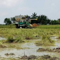 Bauern sollen aufgrund der vorgelagerten Stürme Barijat und Mangkhut bis Samstag ihre Ernte einfahren