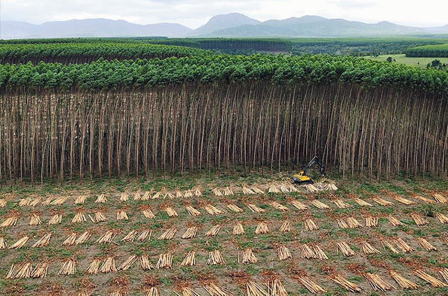 Regierung will den Bauern helfen, auf ihrem Land einkommensstarkes Holz anzubauen