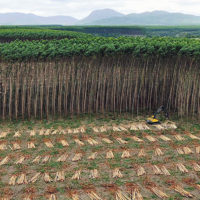 Regierung will den Bauern helfen, auf ihrem Land einkommensstarkes Holz anzubauen