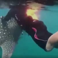 Video über Thais, die auf einem Walhai reiten, sorgt für scharfe Kritik