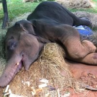 Babyelefant nach zwei Tagen aus einer Schlammgrube gerettet