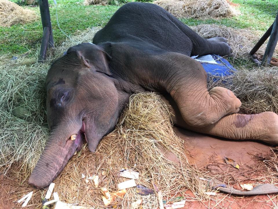 Babyelefant nach zwei Tagen aus einer Schlammgrube gerettet