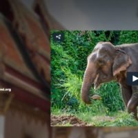 Thailand und DreamJobbing sucht einen Reisenden, der das thailändische Leben erlebt und dafür auch noch bezahlt wird