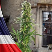 Marihuana kann jetzt in Thailand zu medizinischen und wissenschaftlichen Anwendungen legal angebaut werden