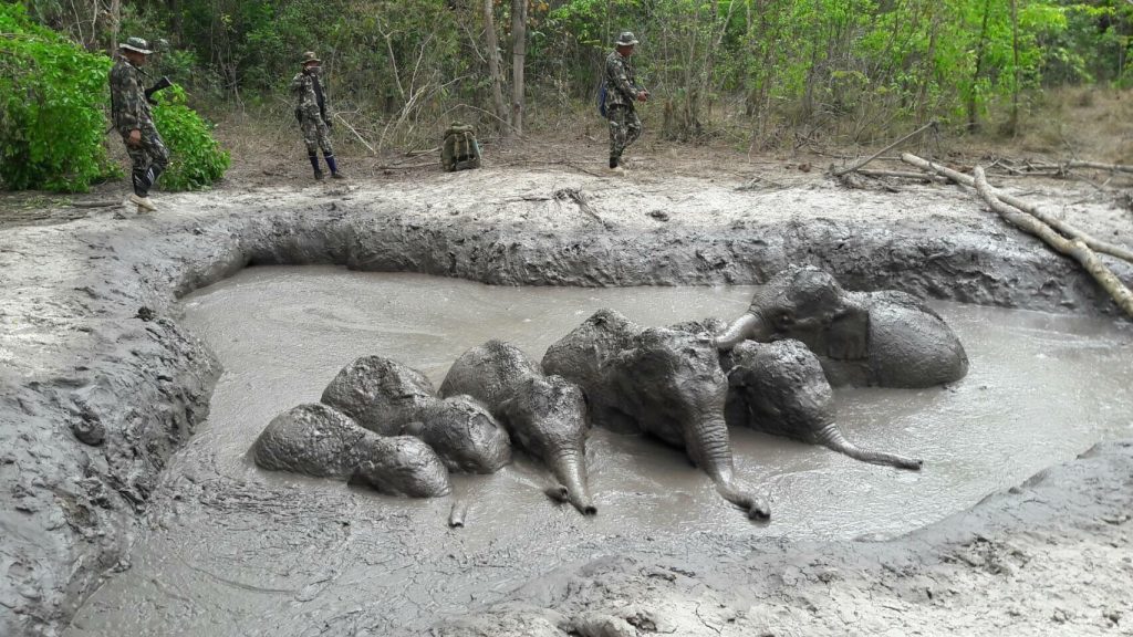 Ranger retten sechs Elefantenbabys aus einem schlammigen Teich