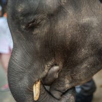 Tragisches Ende für ein Elefantenbaby im Zoo auf Phuket