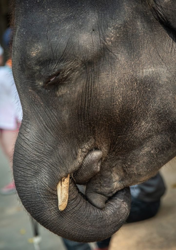 Tragisches Ende für ein Elefantenbaby im Zoo auf Phuket