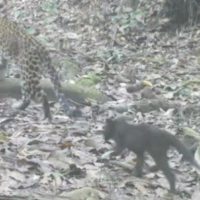 Schwarzer Panther und ein Jaguar spielen zusammen im Kaeng Krachan National Park