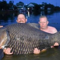 Brite stellt in Thailand mit einem Karpfen mit einem Gewicht von mehr als 105 kg einen neuen Weltrekord auf