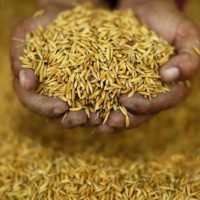 Thailands Reisexporte sind von dem starken Baht betroffen