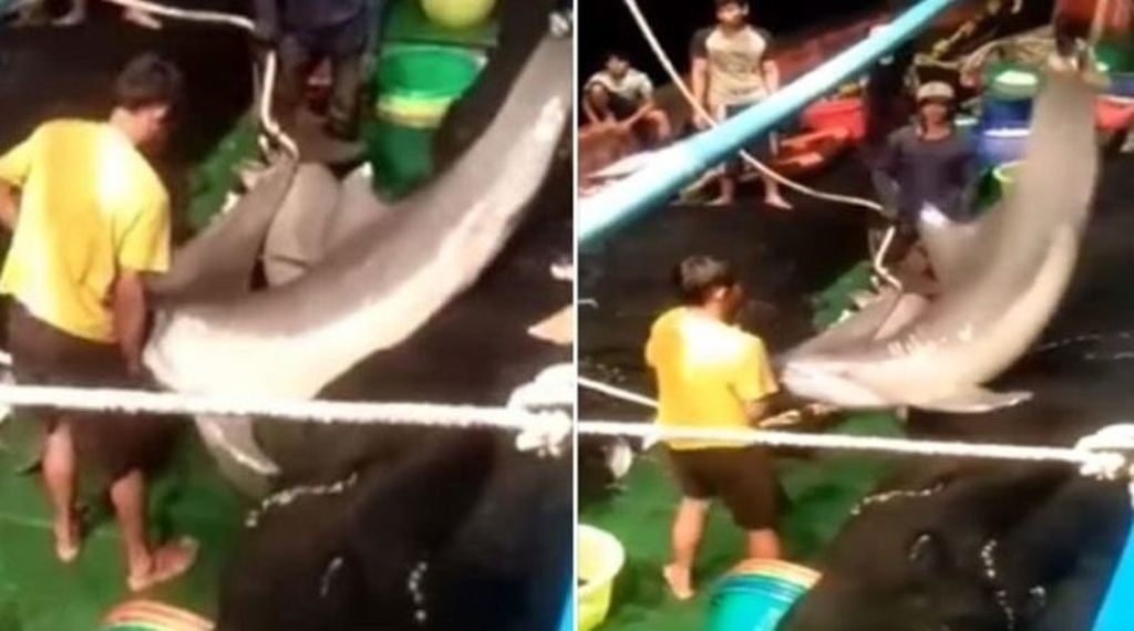 Thailändische Fischer töten 30 Delfine, um „Dolphin Jerky“ herzustellen.